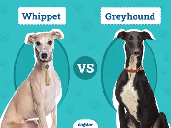 Whippet vs. Greyhound: The Differences (With Info & Pictures)