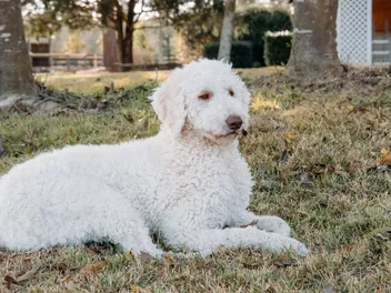 White Goldendoodle Dog Breed: Info, Pictures, Origin & More