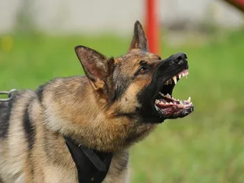 Protective Aggression in Dogs: Expert Tips to Recognize & Stop Behavior