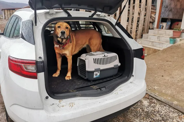 Dogs and Car Journeys: Lava's Off-Key Musicals
