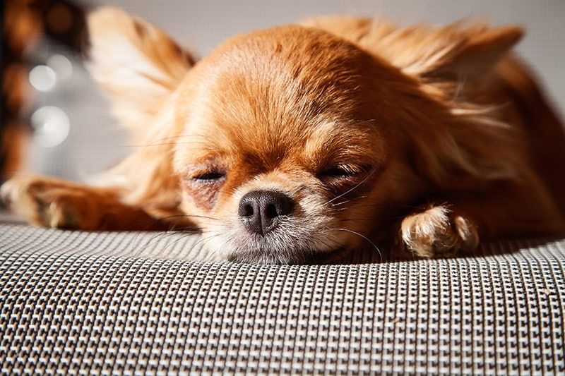 chihuahua dog sleeping