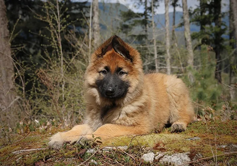 Shiloh Shepherd Puppy lying on the ground