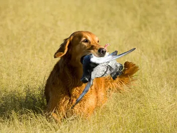 Are Golden Retrievers Good Hunting Dogs? Everything You Need to Know