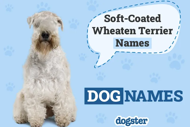 180 Soft-Coated Wheaten Terrier Names: Ideas for Shaggy & Affectionate Dogs