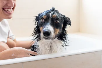 woman bathing a border collie dog