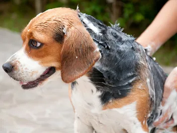 8 Best Dog Shampoos for Dry Skin in 2026: Reviews & Top Picks
