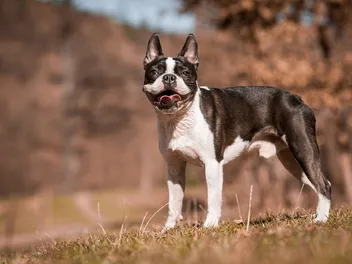 How Long Do Boston Terriers Live? Average Lifespan, Data & Care