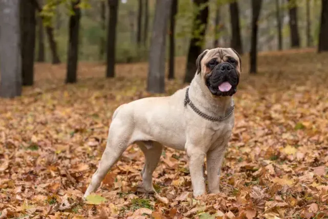 How Long Do Bullmastiffs Live? Vet Reviewed Average Lifespan, Data & Care Guide