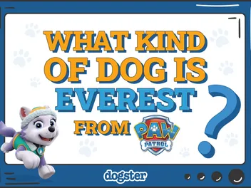 What Kind of Dog Is Everest From Paw Patrol? Cartoon Dogs Presented