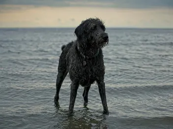 Weimardoodle (Weimaraner & Poodle Mix): Info, Pictures, Care & More