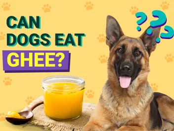 Can Dogs Eat Ghee? Vet-Approved Facts & FAQ