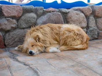 Why Is My Dog Sleeping More Than Usual? Vet-Approved Facts and When to Worry