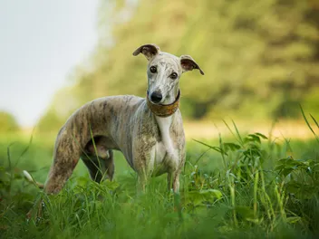 How Much Does a Whippet Shed? Vet-Verified Facts & Grooming Tips