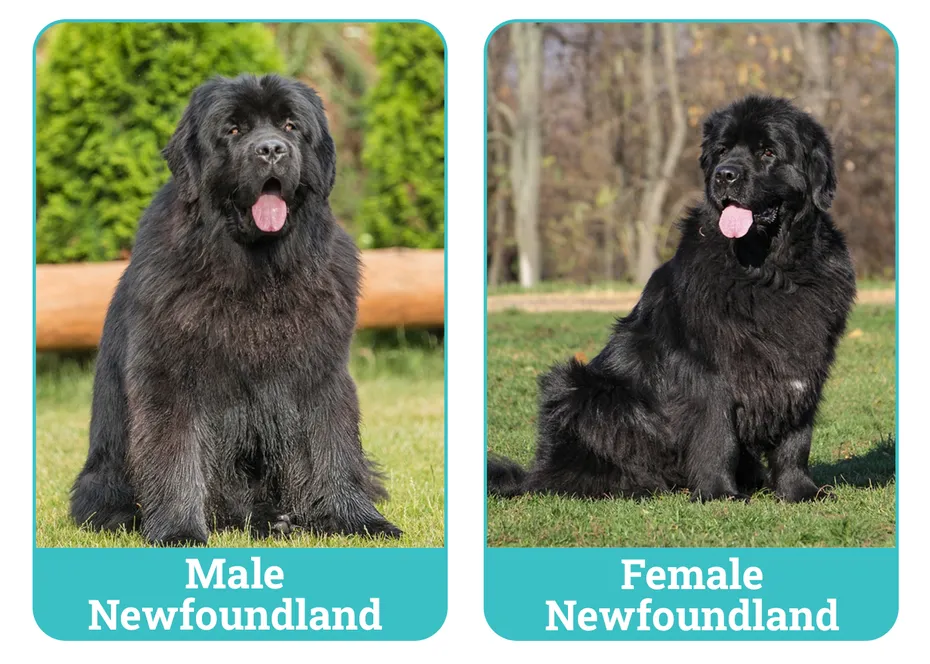 Male Vs Female Newfoundland Side By Side