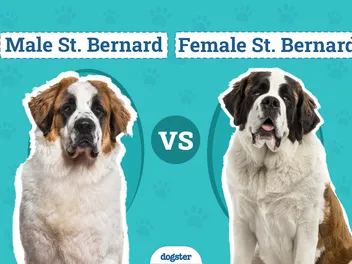 Male vs Female St. Bernards: What’s the Difference (With Pictures)