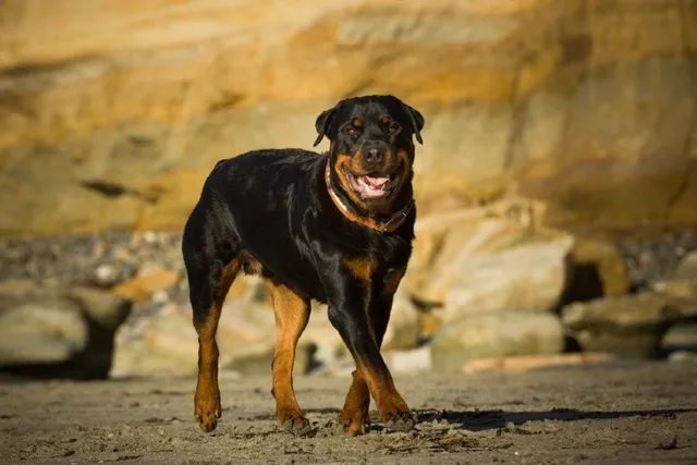 Are Rottweilers Banned in Some States? Facts & FAQ