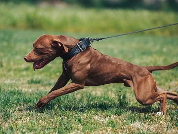 How to Stop a Dog From Pulling While Walking: 8 Vet-Approved Tips