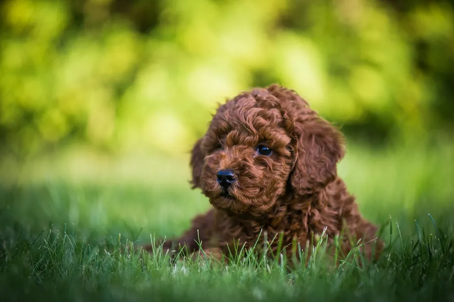 Brown Poodle puppy in the grass