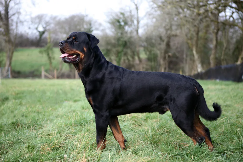 male rottweiler dog standing on grass