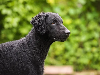Curly-Coated Retriever Dog Breed: Info, Pictures, Care & More