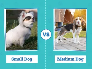 Small vs Medium Dog: The Main Differences Explained