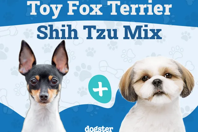 Fo Tzu (Toy Fox Terrier & Shih Tzu Mix): Info, Pictures, Care & More