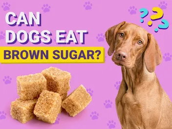 Can Dogs Eat Brown Sugar? Vet-Verified Nutrition Facts & Considerations