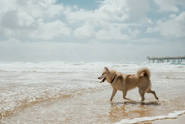 Top 14 Dog-Friendly Beaches in Ontario: Off-Leash & On-Leash Places to Go