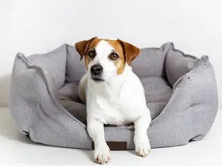 9 Best Dog Beds for Chewers in 2026 - Reviews & Top Picks