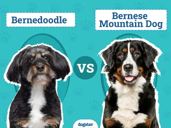 Bernedoodle vs Bernese Mountain Dog: Main Differences (With Pictures)