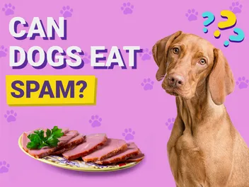 Can Dogs Eat Spam? Vet-Verified Nutritional Facts & FAQ