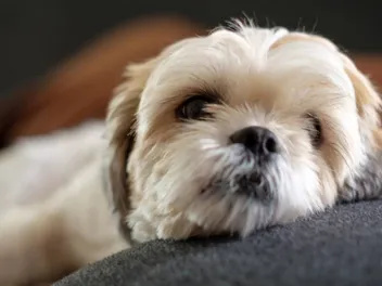 Tracheal Collapse in Dogs: Causes, Signs & Treatment