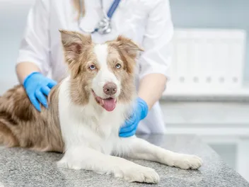 17 Common Dog Reproductive Problems: Vet-Verified Signs & Treatments