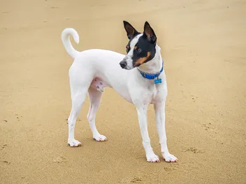 Tenterfield Terrier Dog Breed: Info, Pictures, Facts, & Traits