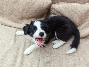 Why Is My Dog So Annoying? 10 Irritating Behaviors & What To Do