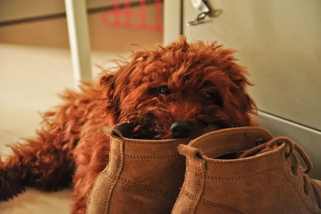 Why Does My Dog Steal My Shoes? 6 Vet-Verified Reasons & Tips
