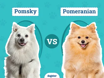 Pomsky vs Pomeranian: Key Differences (With Pictures)