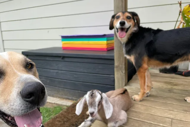 The Time We Fostered a Baby Goat: Mac & Rosa’s New Bouncy Friend