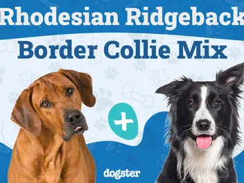 Rhodesian Border Collie Mix: Info, Pictures, Care Guide & More