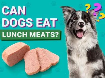 Can Dogs Eat Lunch Meats? Vet-Approved Facts & FAQ