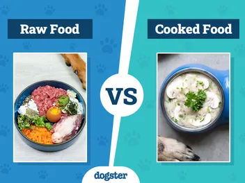 Raw vs Cooked Dog Food: Vet-Reviewed Pros, Cons & What to Choose