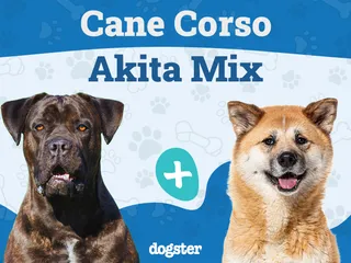 Cane Corso Akita Mix: Info, Pictures, Care Guide & More