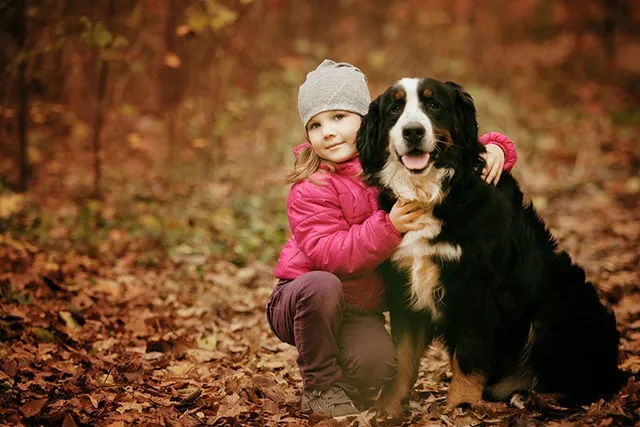 Does a Bernese Mountain Dog Like to Cuddle? Getting to Know Your Dog