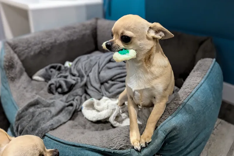 Fred loves his flavored chew toy