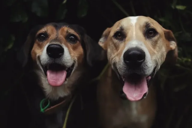 Unleashing the Fun: Why Rosa & Mac Live for Doggy Daycare