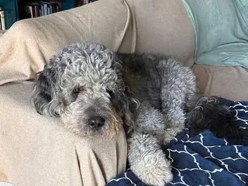 Celebration Ends With Dog Shot Dead By Police