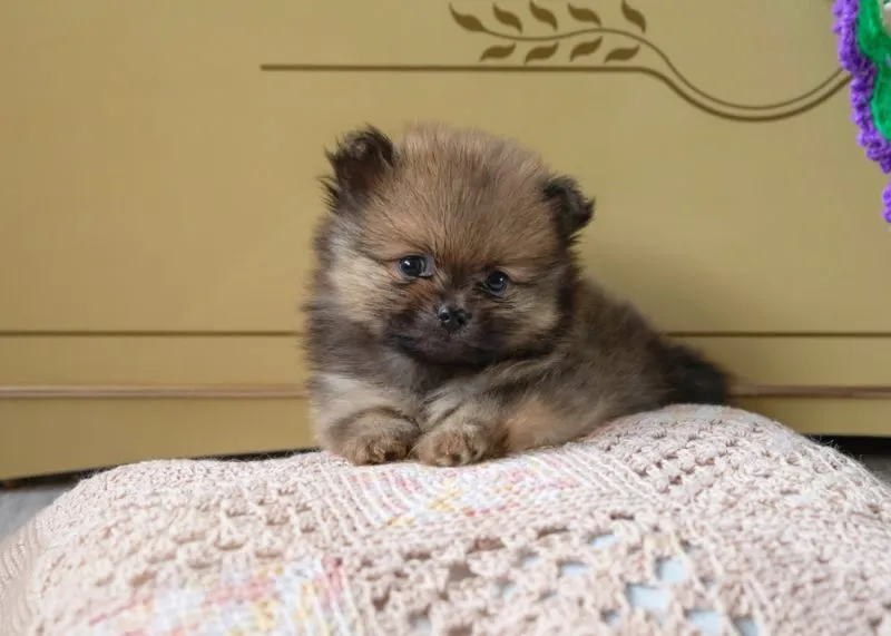 sable-pomeranian-puppy-on-a-bed