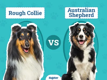 Rough Collie vs Australian Shepherd: The Differences (With Pictures)