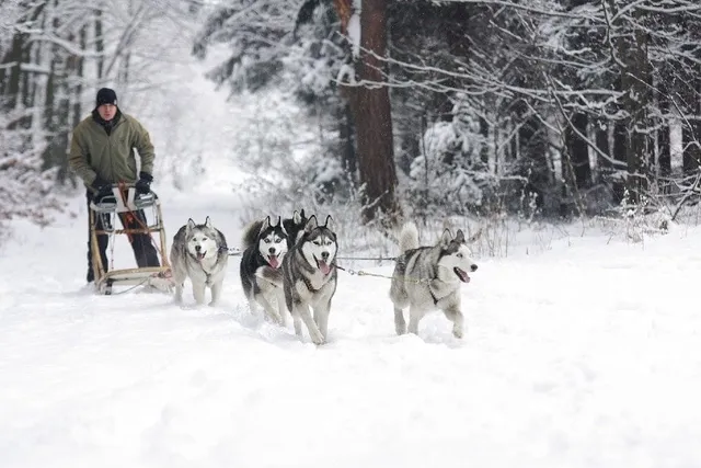 11 Amazing Facts About Sled Dogs: History, Sports & More