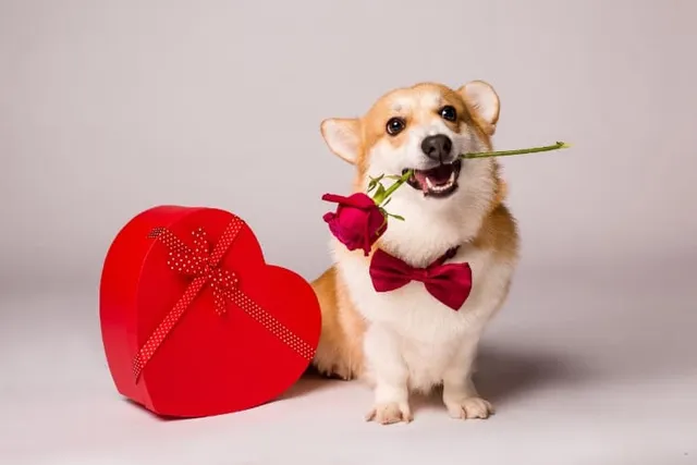10 Great Valentine's Gifts for Dogs in 2026